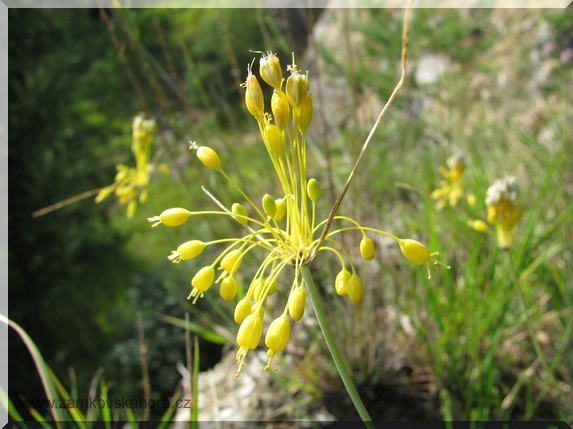 Česnek žlutý (Allium flavum), 16.8.2009