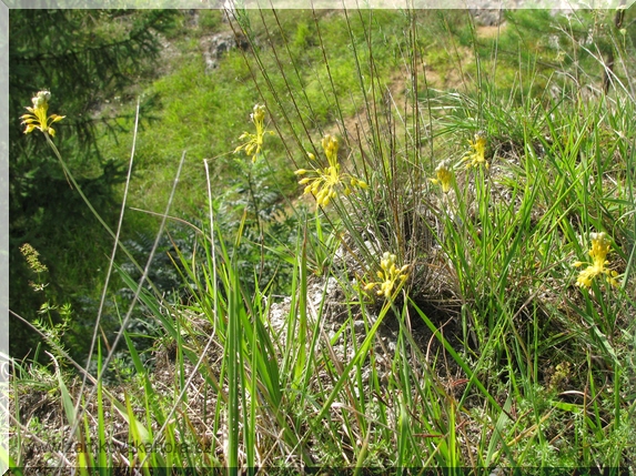 Česnek žlutý (Allium flavum) na skále