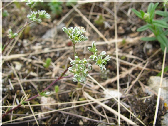 Chmerek vytrvalý (Scleranthus perennis), 19.6.2010