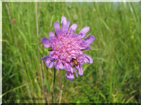 Chrastavec rolní (Knautia arvensis)