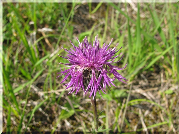 Chrpa čekánek (Centaurea scabiosa)