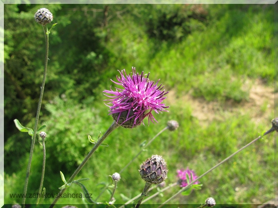 Chrpa čekánek (Centaurea scabiosa)