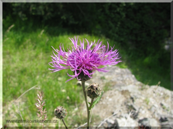 Chrpa čekánek (Centaurea scabiosa), 3.5.2009