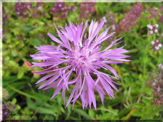 Chrpa latnatá (porýnská) (Centaurea stoebe), 31.7.2009