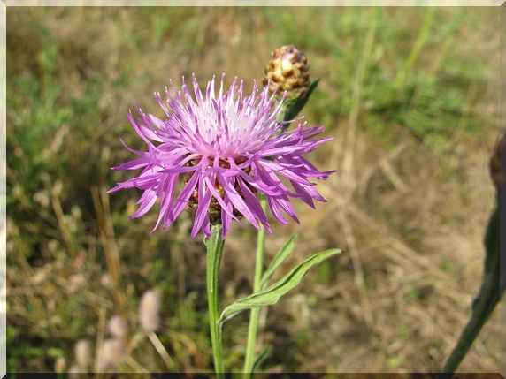 Chrpa luční (Centaurea jacea)