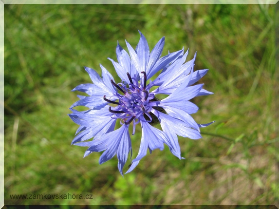Chrpa modrá (Centaurea cyanus)