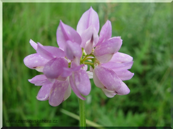 Čičorka pestrá (Coronilla varia)