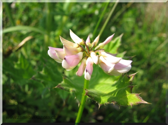 Čičorka pestrá (Coronilla varia), 5.6.2009