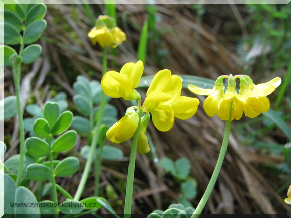 Čičorka pochvatá (Coronilla vaginalis)