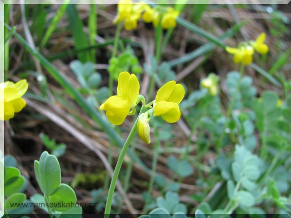 Čičorka pochvatá (Coronilla vaginalis), 9.5.2009