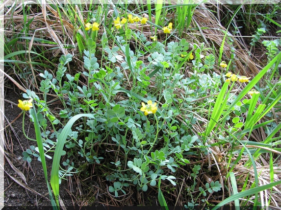 Čičorka pochvatá (Coronilla vaginalis), celkový pohled