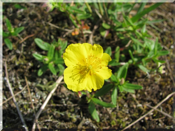 Devaterník velkokvětý tmavý (Helianthemum grandiflorum subsp. obscurum)