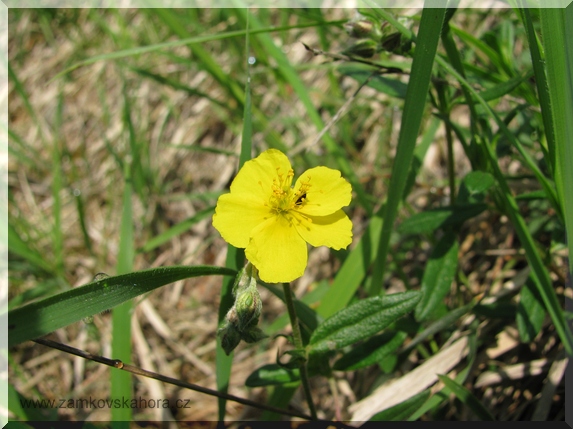 Devaterník velkokvětý tmavý (Helianthemum grandiflorum subsp. obscurum), 9.5.2009