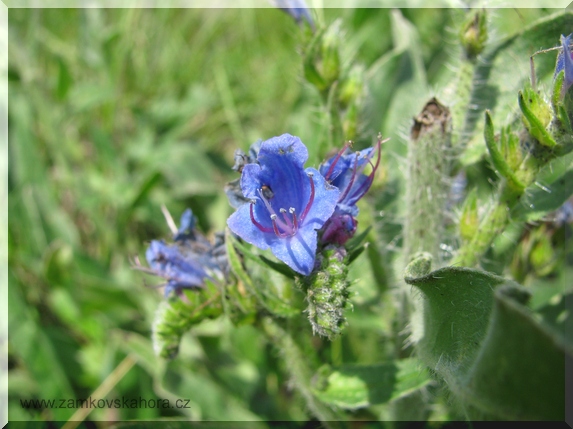 Hadinec obecný (Echium vulgare), detail květu