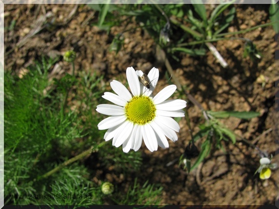 Heřmánkovec nevonný (Tripleurospermum inodorum)