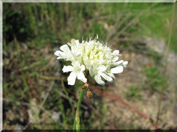 Hlaváč žlutavý (Scabiosa ochroleuca), 18.6.2009