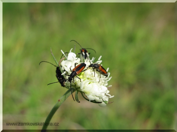 Hlaváč žlutavý (Scabiosa ochroleuca) obalený brouky