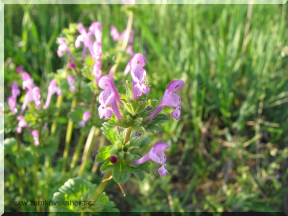 Hluchavka objímavá (Lamium amplexicaule)