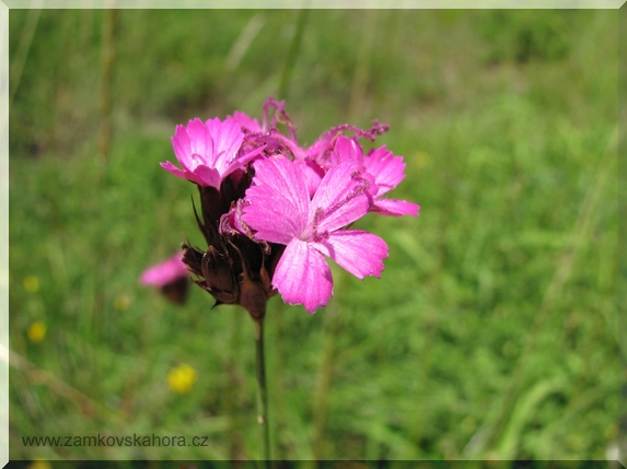 Hvozdík kartouzek pravý (Dianthus carthusianorum subsp. carthusianorum)