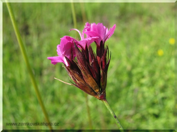 Hvozdík kartouzek pravý (Dianthus carthusianorum subsp. carthusianorum), 5.6.2009