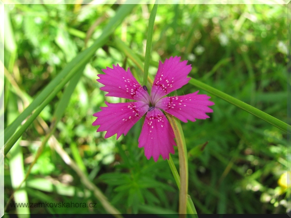 Hvozdík kropenatý (Dianthus deltoides)