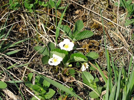 Jahodník truskavec (Fragaria moschata)