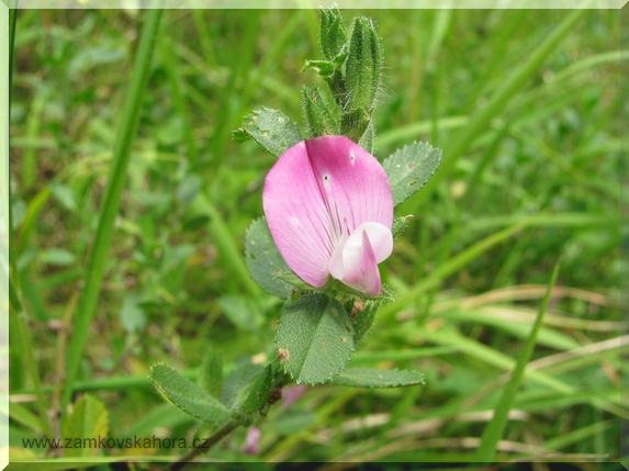 Jehlice plazivá (Ononis repens)