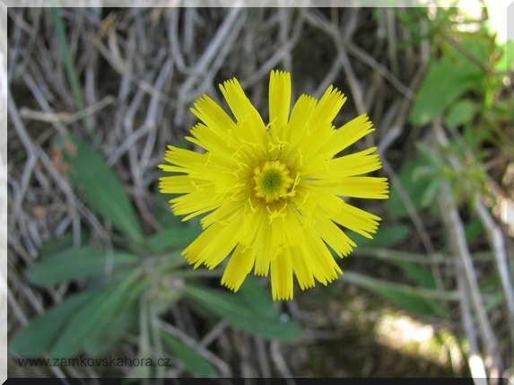 Jestřábník chlupáček (Hieracium pilosella)