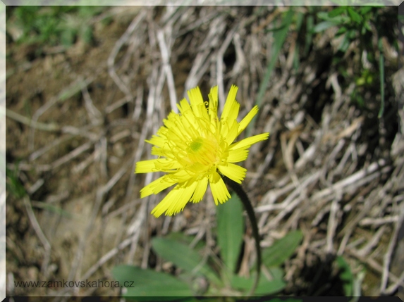 Jestřábník chlupáček (Hieracium pilosella), 17.5.2009