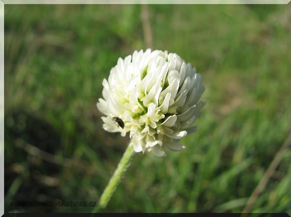 Jetel horský (Trifolium montanum)