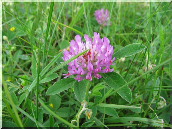 Jetel prostřední (Trifolium medium)