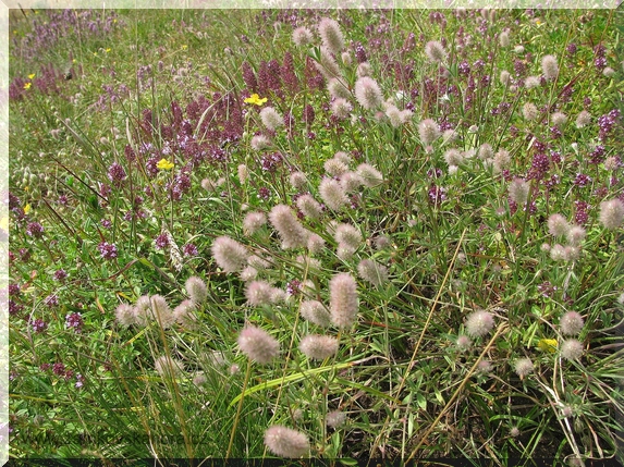 Jetel rolní (Trifolium arvense)