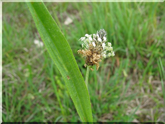Jitrocel kopinatý (Plantago lanceolata)