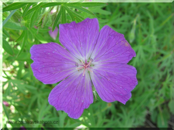 Kakost krvavý (Geranium sanguineum)