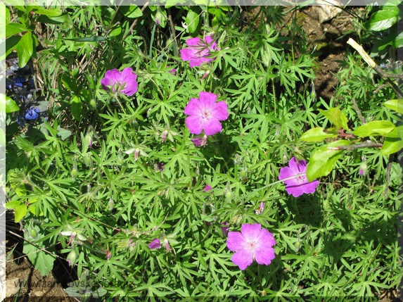 Kakost krvavý (Geranium sanguineum), 17.5.2009
