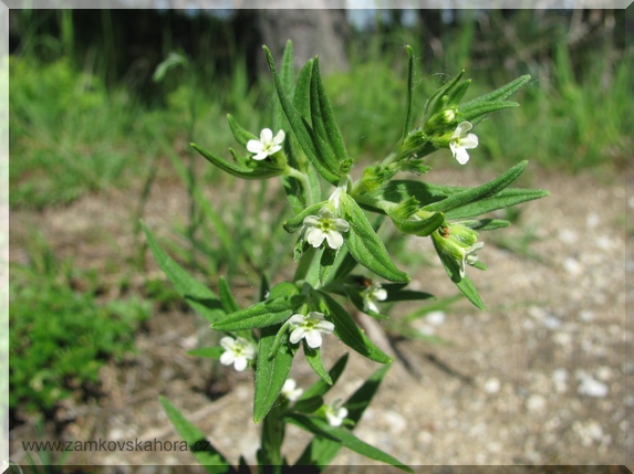 Kamejka lékařská (Lithospermum officinale)