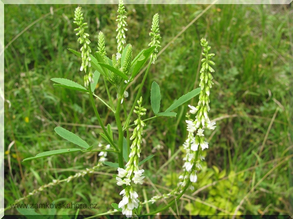 Komonice bílá (Melilotus albus)