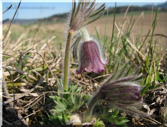 Koniklec luční český (Pulsatilla pratensis subsp. bohemica), 7.4.2010