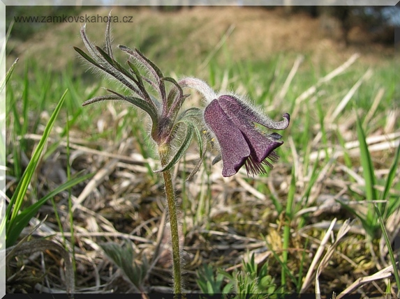 Koniklec luční český (Pulsatilla pratensis subsp. bohemica), 21.4.2010