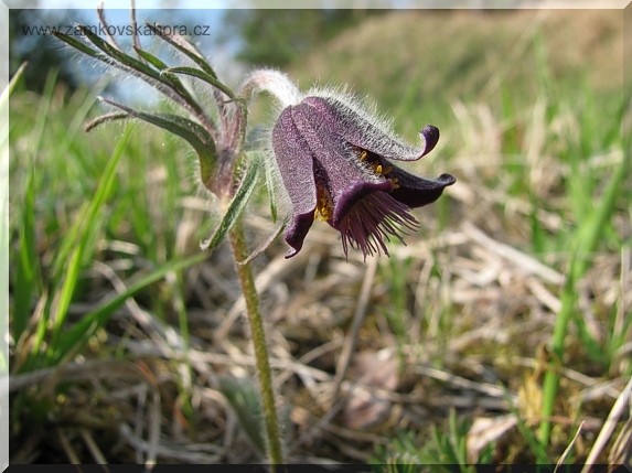 Koniklec luční český (Pulsatilla pratensis subsp. bohemica), 21.4.2010