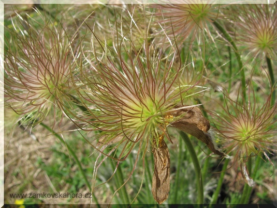 Koniklec (Pulsatilla grandis)