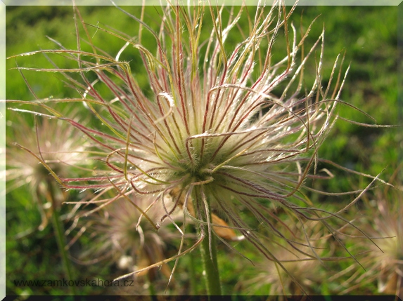Koniklec velkokvětý (Pulsatilla grandis)