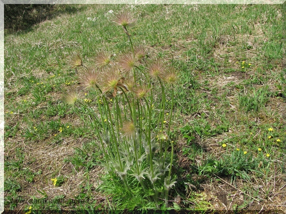 Koniklec velkokvětý (Pulsatilla grandis)