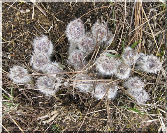 Koniklec velkokvětý (Pulsatilla grandis), 28.3.2009