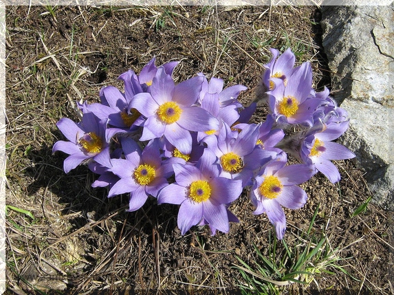 Koniklec velkokvětý (Pulsatilla grandis), 3.4.2009