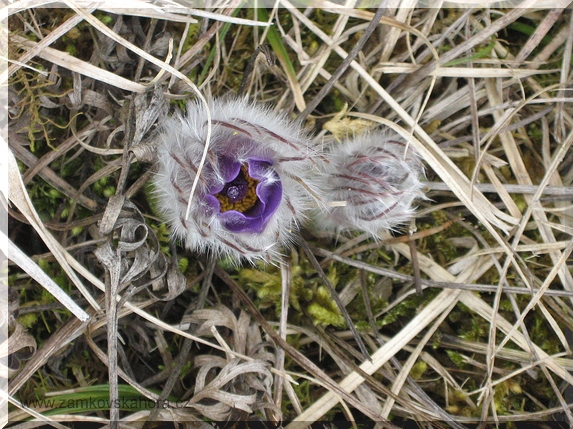Koniklec velkokvětý (Pulsatilla grandis) časně zjara, 28.3.2009