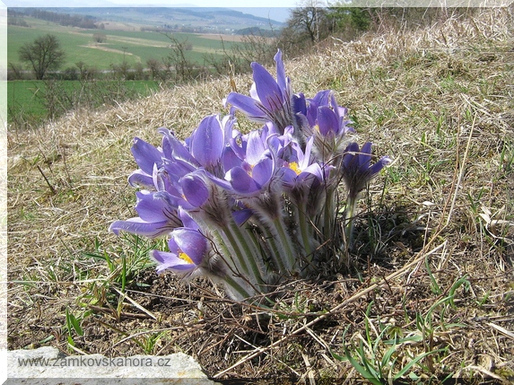 Jaro na Zámkovské hoře, 5.4.2009