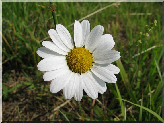 Kopretina bílá (Leucanthemum vulgare)