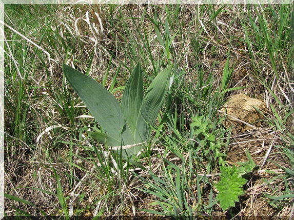 Zplanělý kosatec (Iris sp.)