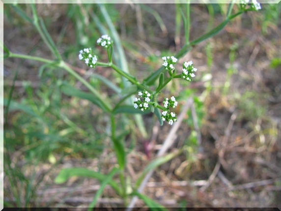Kozlíček polníček (Valerianella locusta)